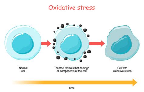 CLA effects on inflammation and oxidative stress.